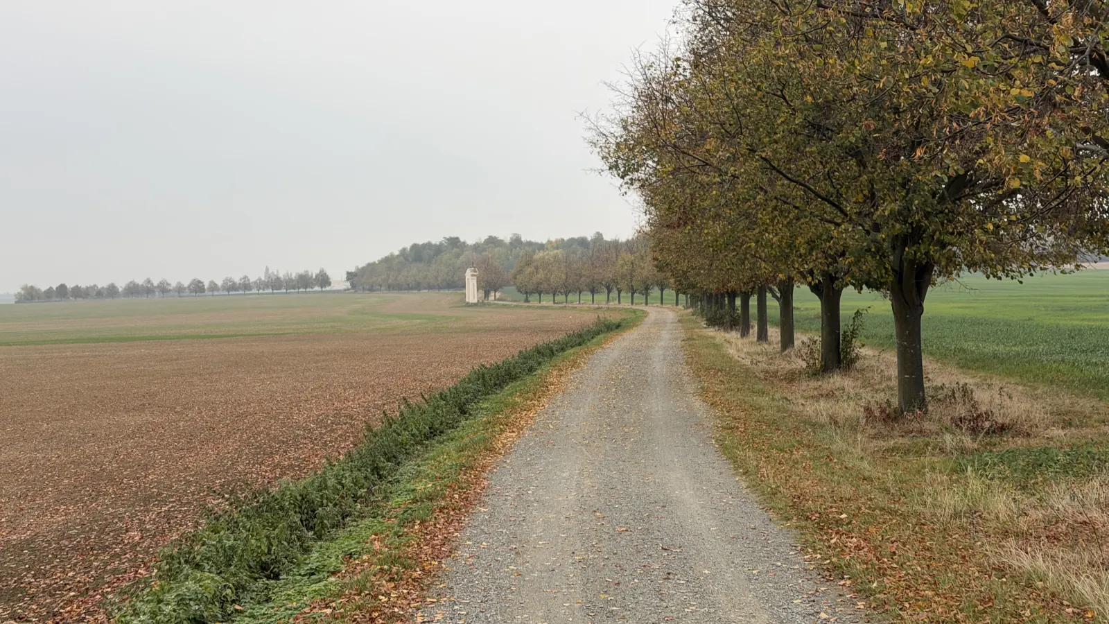 Štěrková polní cesta podél podzimní aleje, s drobnou světlou stavbou v dálce